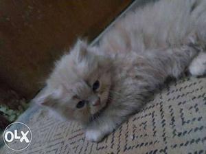 Golden Persian kitten 45 days old