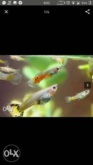 Good quality guppies for sale..