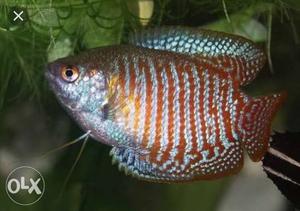 Gourami pair 100 rsfixed price only 1 and half inch good