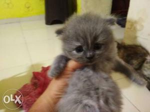 Gray parsion cat 25 day home breed