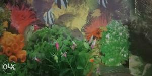 Green terror fish pair for sale