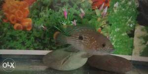 Green terror fish pair for sale