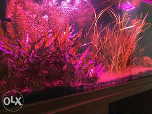 Grow light with lampshade-700/e for aquarium