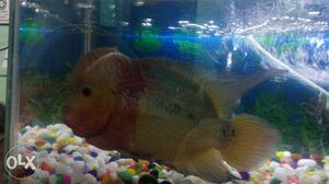 Hi m Ganesh i need to sell my flowerhorn fish