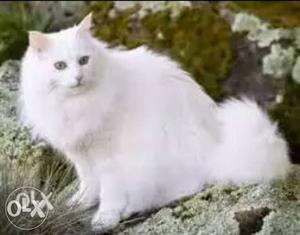 I want a Persian cat urgent