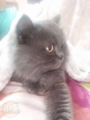 I want to sale my Persian cat 4yrs old