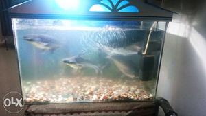 I want to sell my shark  for 5 (big size)