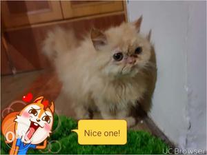 I want yo sell my pure punch nose Persian cat..