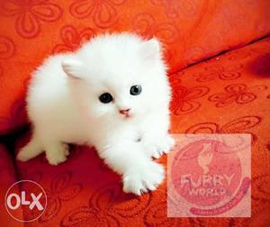 Import quality 100% White Persian Kitten available at Furry