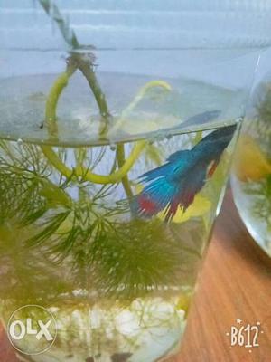 Imported blue & red crown beta fish