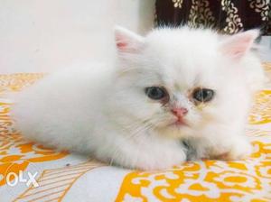 Imported breed, Blue Eyes, Pearl White Persian