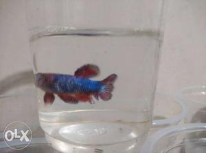 Imported fancy female betta fish.. wholesale and