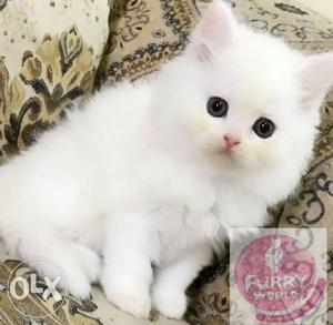 Importquality 100% Persian Kitten available at Furry World