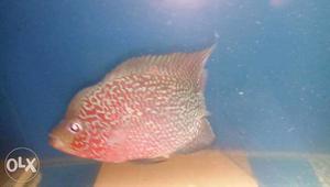 Kamfa female sale for size 3.4 inches