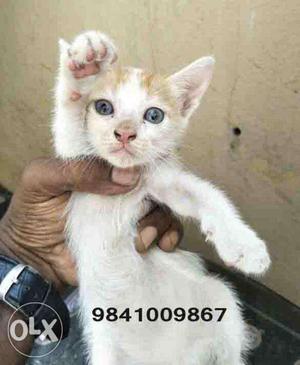 Kitten 1 Month Old Chennai