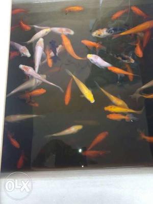 Koi Carp Big Fishes for sale (Pair Rs.30 - Rs.100)