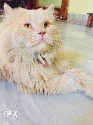 Long coat, male persian cat available for mating.