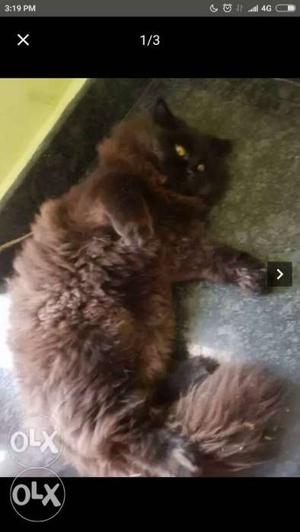 Long-fur Brown Cat Screenshot