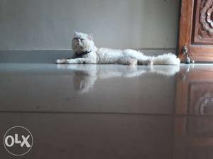 Long-haired White Cat