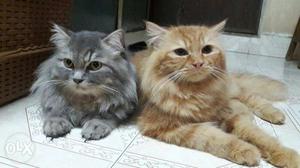 Male female persian cats pair in .fixed