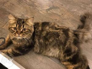 Male tabby persian cat for sale