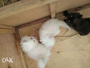 One Black And Two White Kittens