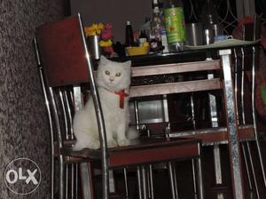 One year old White male Persian cat for