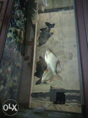 Only fishes 2 pako.6 inch 1 white shark. 6 inch 3 foil