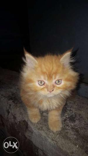 Orange Persian kitten