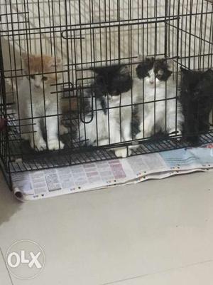 Orange, White, And Black Tabby Kittens 4