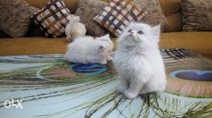 Original photos Persian kitten sale first all india