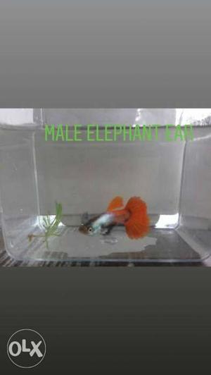 Pair 150 platinum Red Guppy Fish