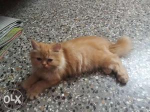 Parsion cat Orange Tabby Cat