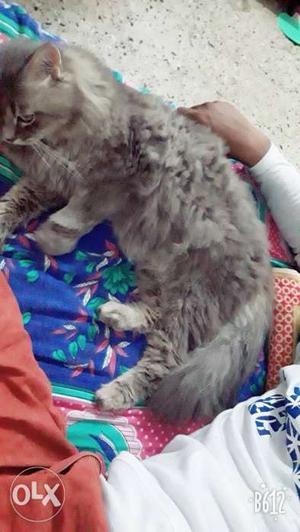 Parsion cat age 18mouth Male Gray