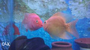Perrot fish breeding pair 1.orange female 1.red