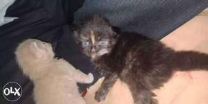 Persia female kitten grey only interested person