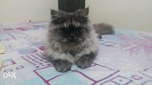 Persian Cat (6 months old). All vaccination done.