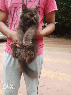 Persian cat doll face black colour male kitten 4month old