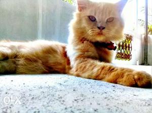 Persian cat for sale doll