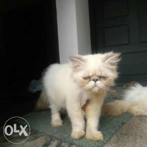 Persian cat full punch male 4 month