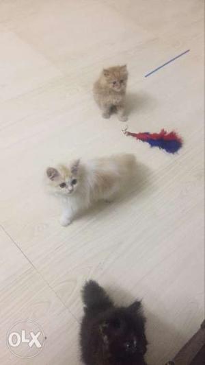 Persian cat kitten available for home delivery