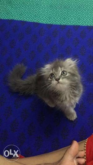 Persian cat tabby female kitten available for