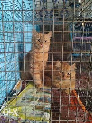 Persian cat urgent sale. Pair for 