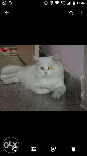 Persian cat's..