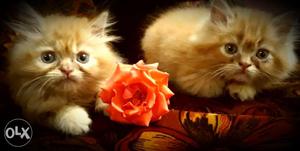 Persian cats(doll face) pairs 3months older for
