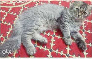 Persian female kitten 2 months old