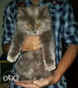 Persian gray cat
