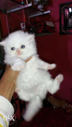 Persian kitten available