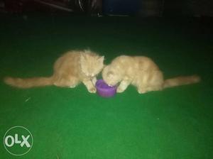 Persian kitten pair golden colour very friendly