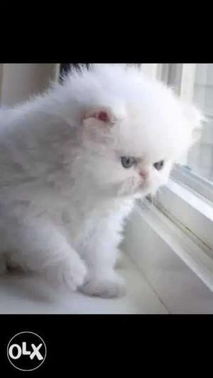 Persian kitten pure breed female fur ball heavy